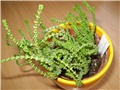 crasula